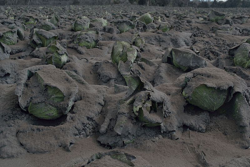 Una huerta completamente sepultada bajo las cenizas en Karo, en la provincia de Sumatra del Norte, tras la erupción del Sinabung