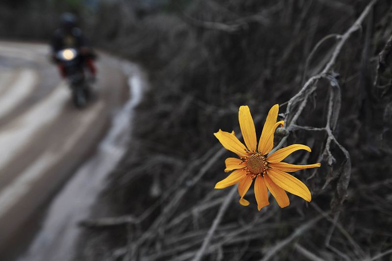 Flower is seen as villager rides a motorcycle along a road, next to plants covered with ash from the Mount Sinabung volcano eruption, at Tiga Pancur village in Karo district