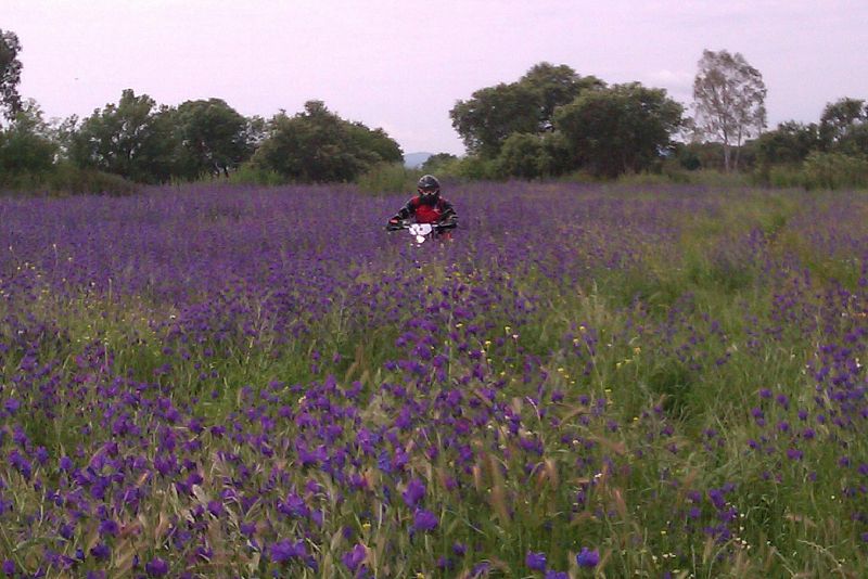 Felipe Ceballos-Zúñiga