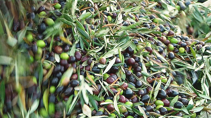 ¿Cómo se elabora el aceite de oliva?