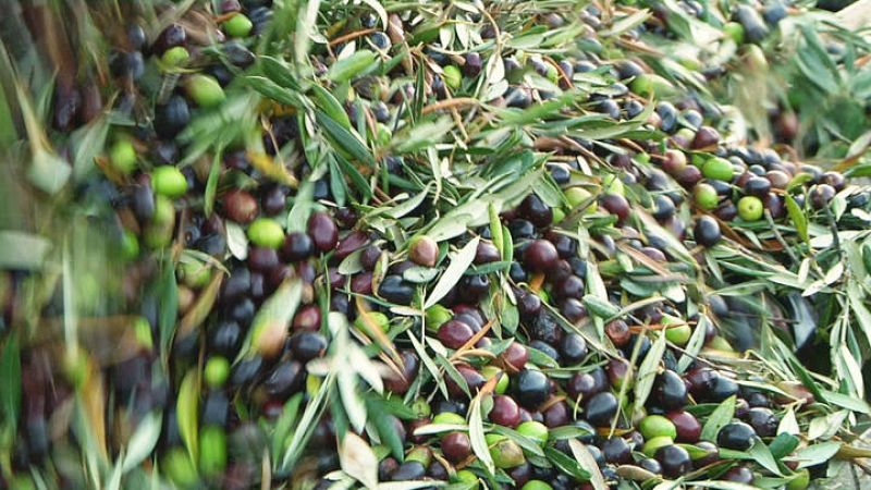  ¿Cómo se elabora el aceite de oliva?