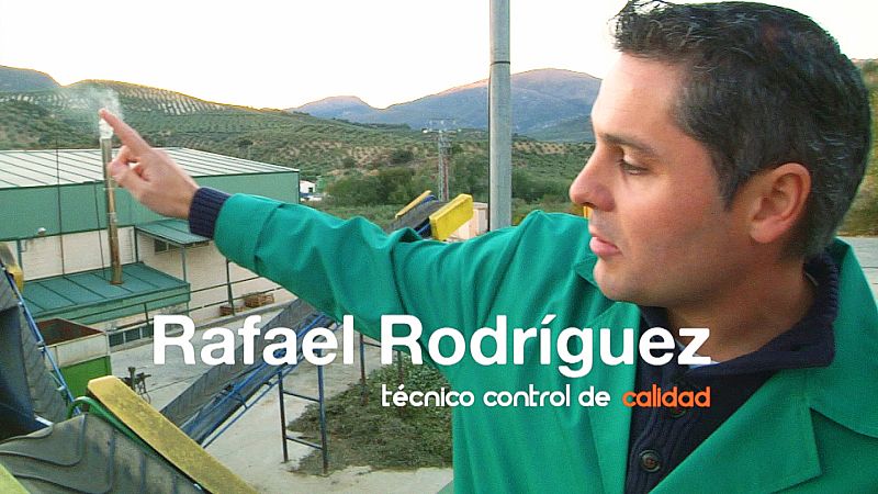 ¿Cómo se elabora el aceite de oliva?