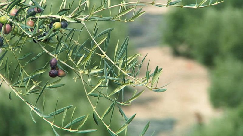  ¿Cómo se elabora el aceite de oliva?