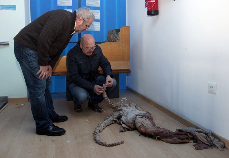 El temporal deja destrozos en el Museo del Calamar Gigante de Luarca, en Asturias