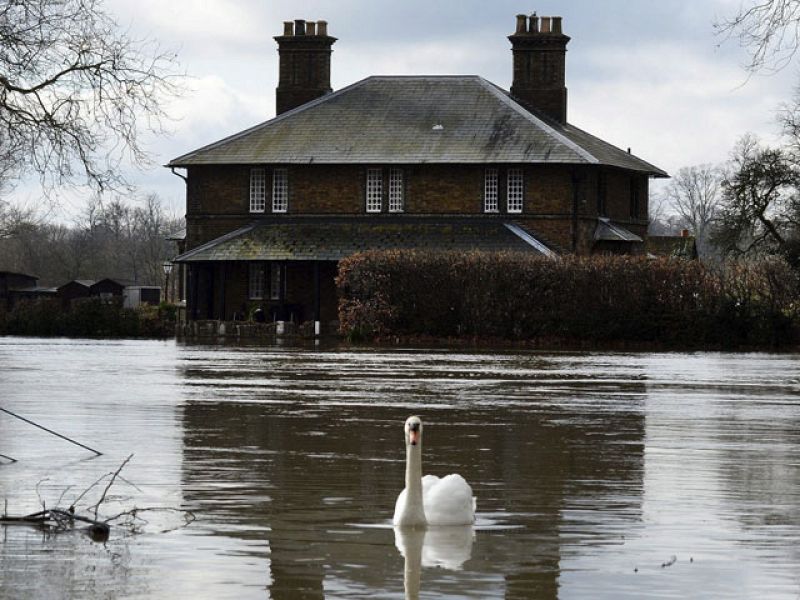 Dos cisnes nadan por una calle inundada de Berkshire, a 35 kilómetros de Londres.