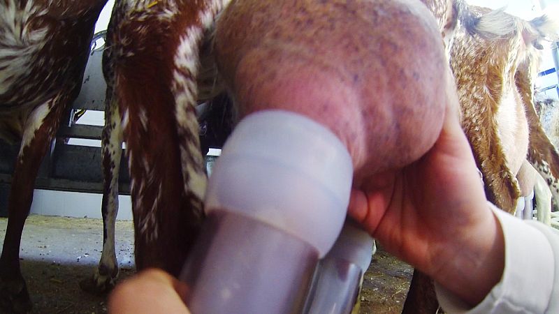 La elaboración del queso fresco