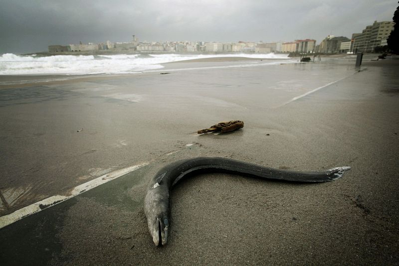 Efectos de las grandes olas. Un congrio yacía arrastrado en la playa de Riazor, en A Coruña