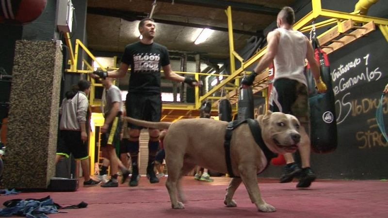 Boxeando para escapar de la calle