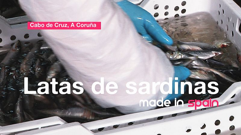 Estas sardinillas gallegas llegan a la fábrica pocas horas después de ser pescadas.