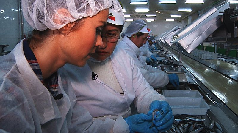 Se les añade aceite de oliva, dosificado para no romperlas, hasta que rebose la lata. Se coloca la tapa y se cierran.