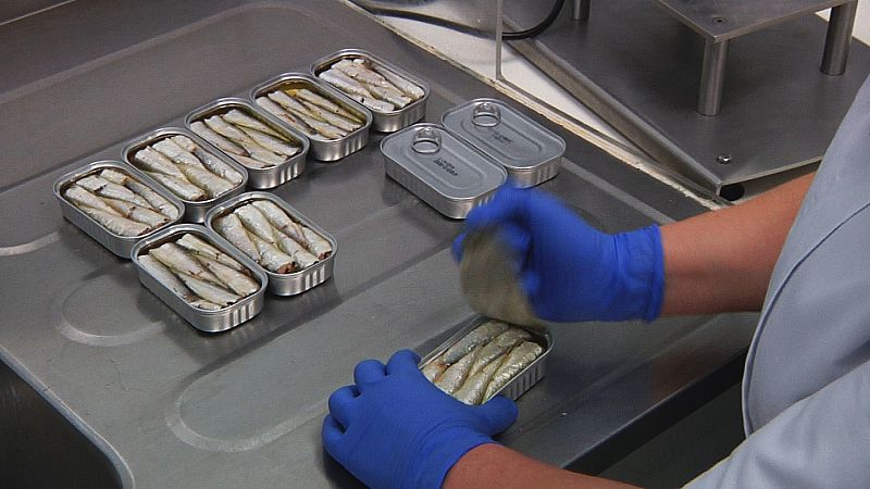 En tan solo 5 horas estas sardinillas han pasado del mar a la lata.