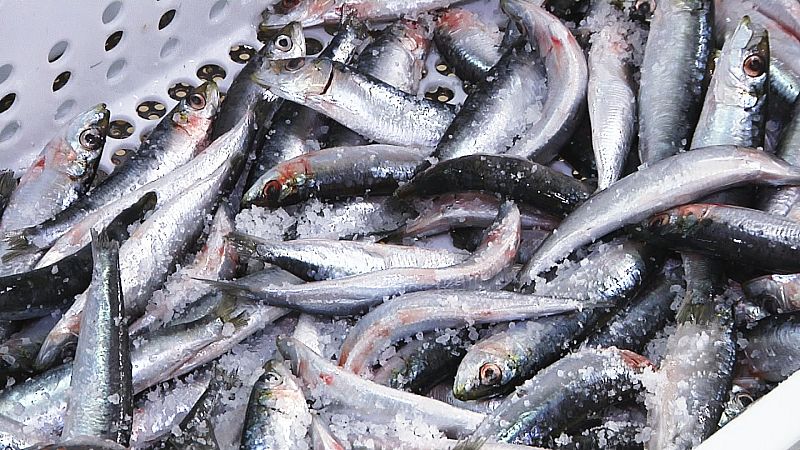 Las empacadoras se encargarán de limpiarlas. Las aclaran con agua de mar y a la lata.