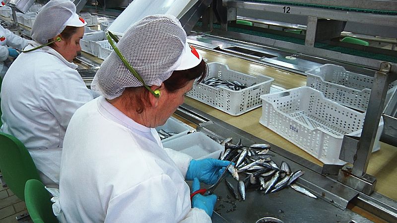 Con la lata abierta, pasan a la fase de cocción, a 100 grados, y se les da la vuelta, mostrando la mejor cara.