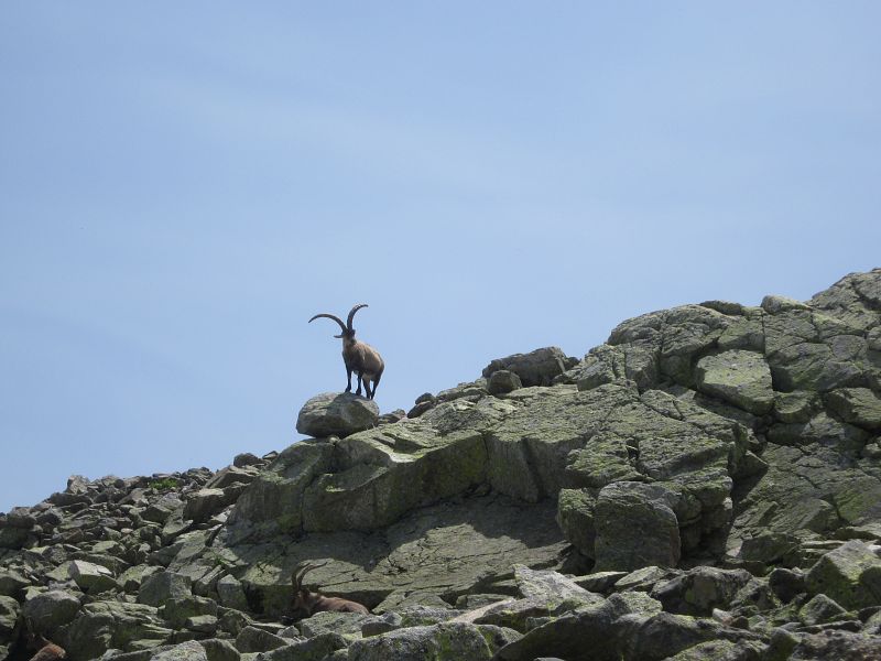La cabra hispánica, reina en Gredos.
