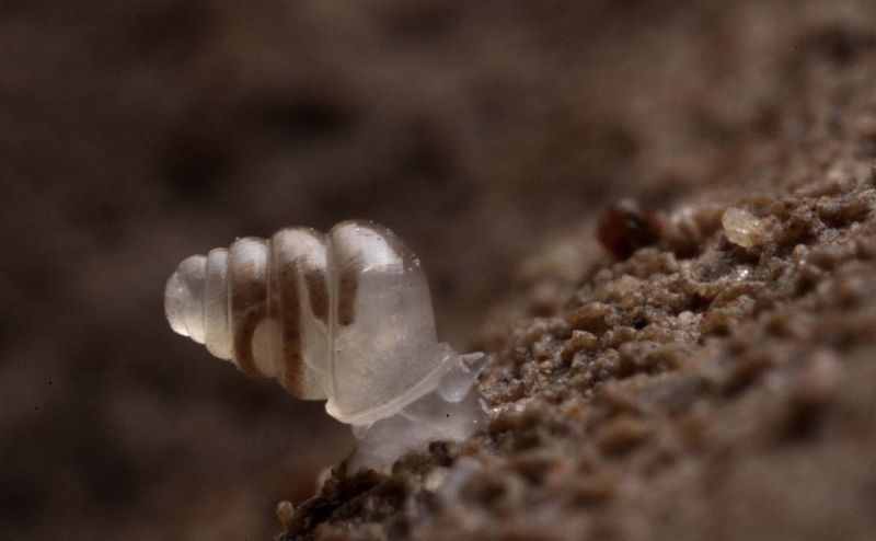 El Zospeum tholossum es un pequeño caracol de unos 2 milímetros de largo