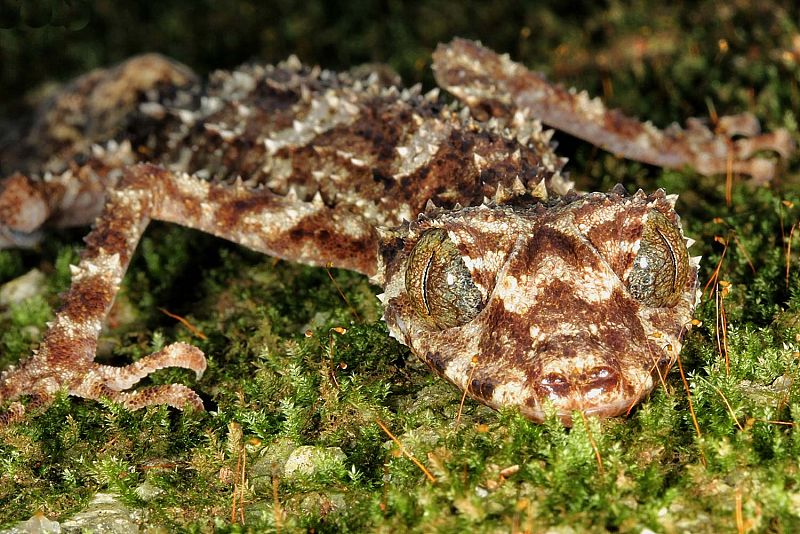 El saltuarius eximius australiano