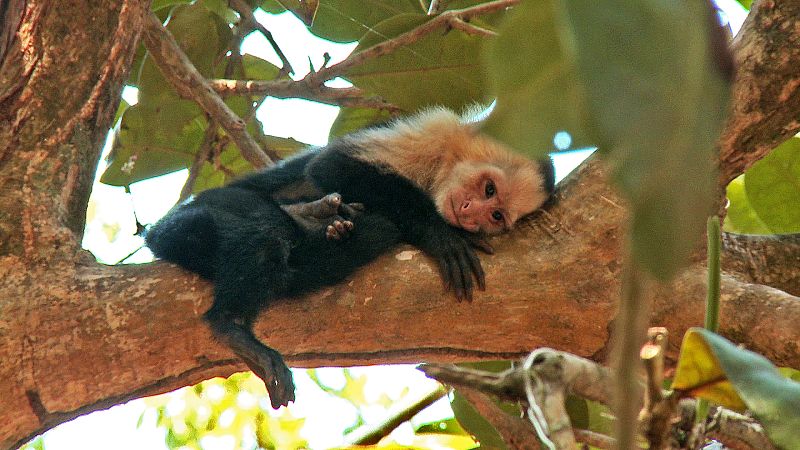 Los monos forman parte de la fauna de la región