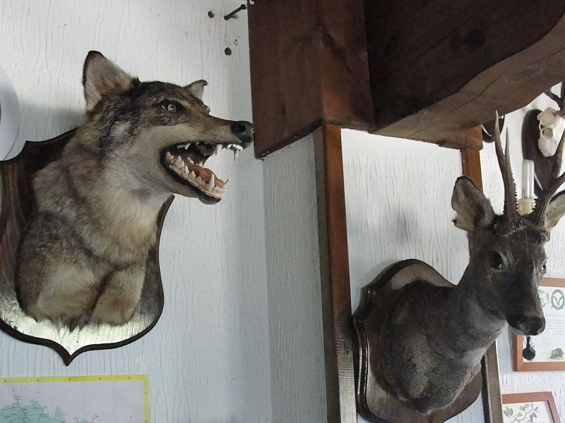 El lobo es, en algunos lugares, una especia cinegética más