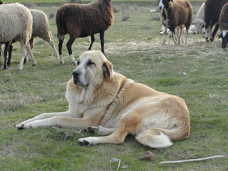 Mastina con su rebaño en Tábara, Zamora