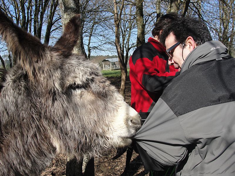 El burro Junior, de la casa grande de Xanceda, haciendo amigos