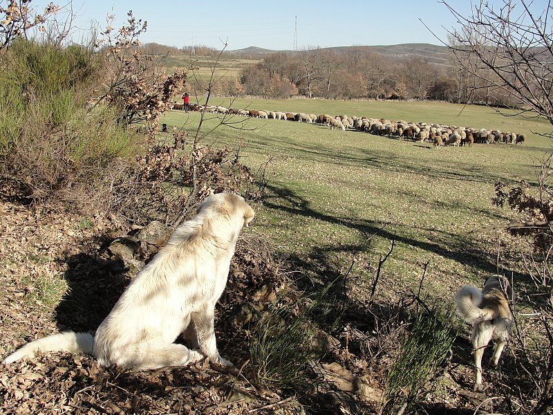 Los mastines de Alberto, vigilantes