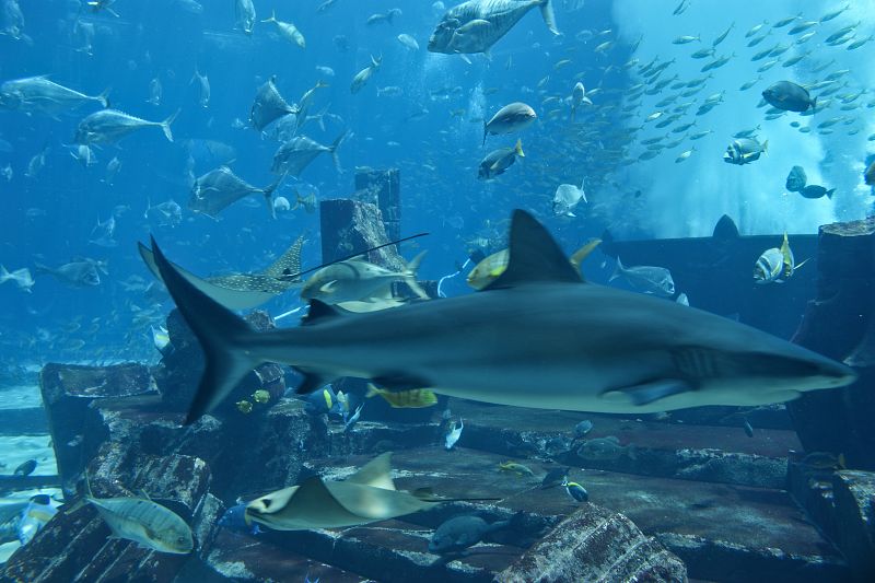 Acuario de Atlantis The Palm