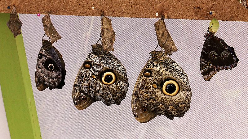 Alas de las mariposas Ojo de Búho, en el mariposario