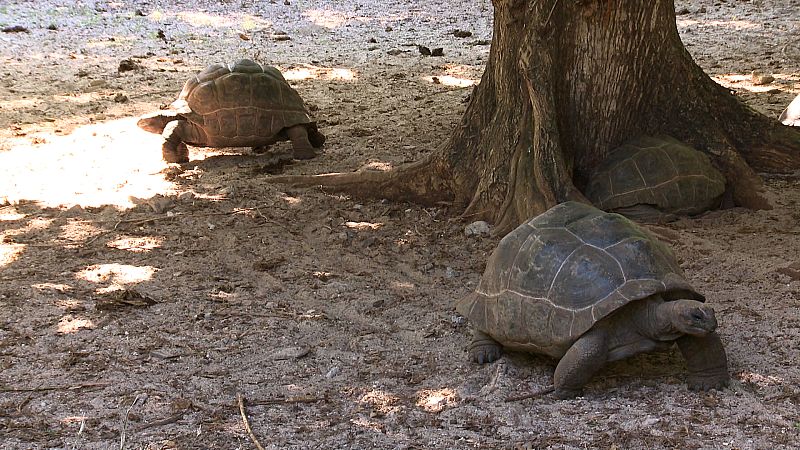 Las tortugas gigantes