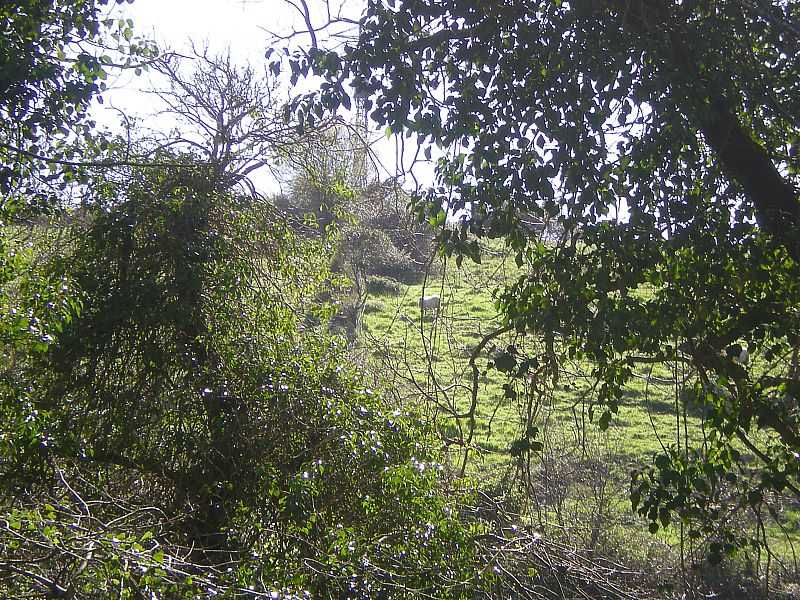 El bosque y el prado en el entorno de Altamira