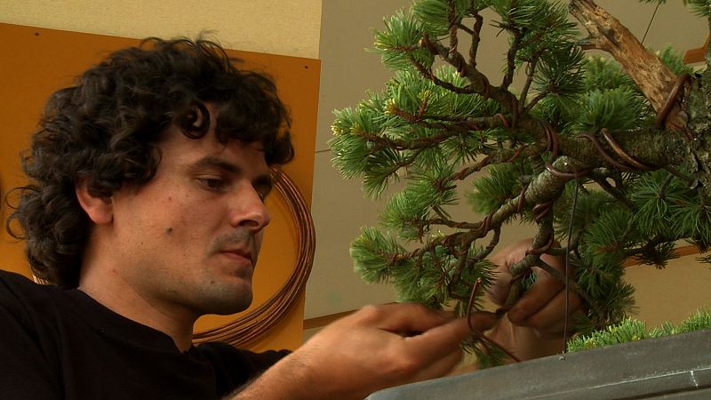 Manuel fue a Japón para llegar a ser algún día maestro Bonsái