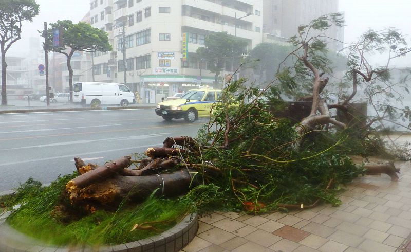 Un árbol derribado por el fuerte viento del tifón en Naha, Okinawa.