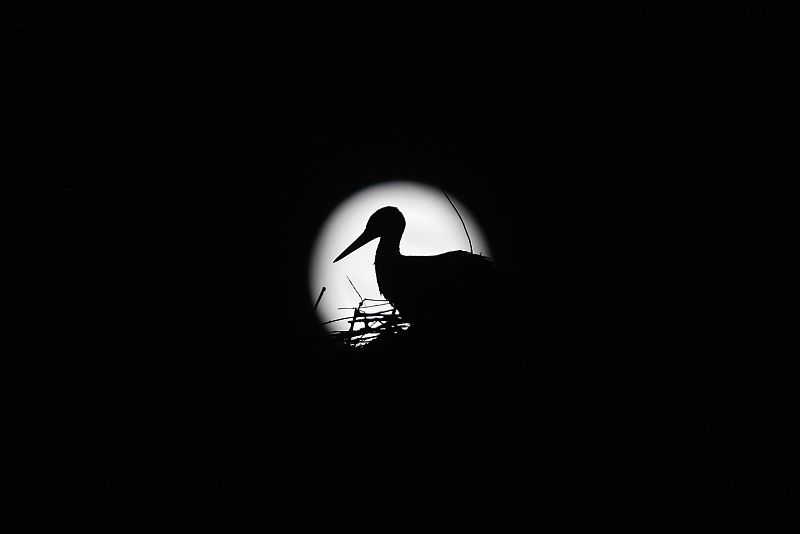 La silueta de una cigüeña frente a la 'superluna' en Arriate, Málaga.