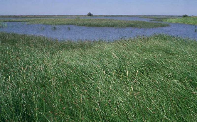 Castañuela y bayunco en el Parque Nacional de Doñana