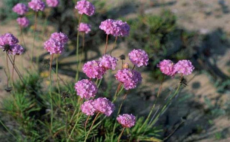 Al llegar la primavera, la clavellina (Armeria pungens) florece en las arenas estabilizadas del Parque Nacional de Doñana.