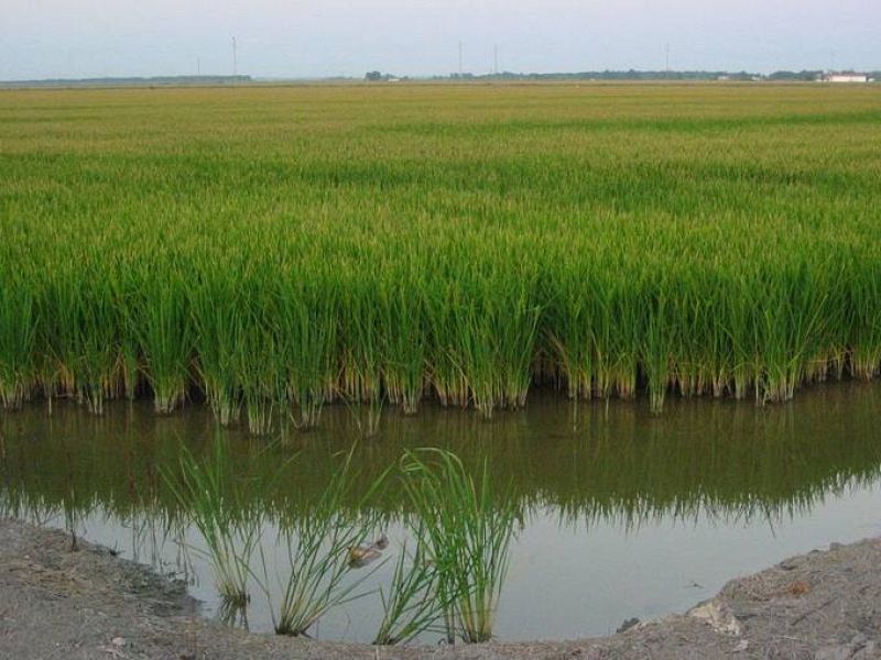  Las Marismas, Villafranco del Guadalquivir