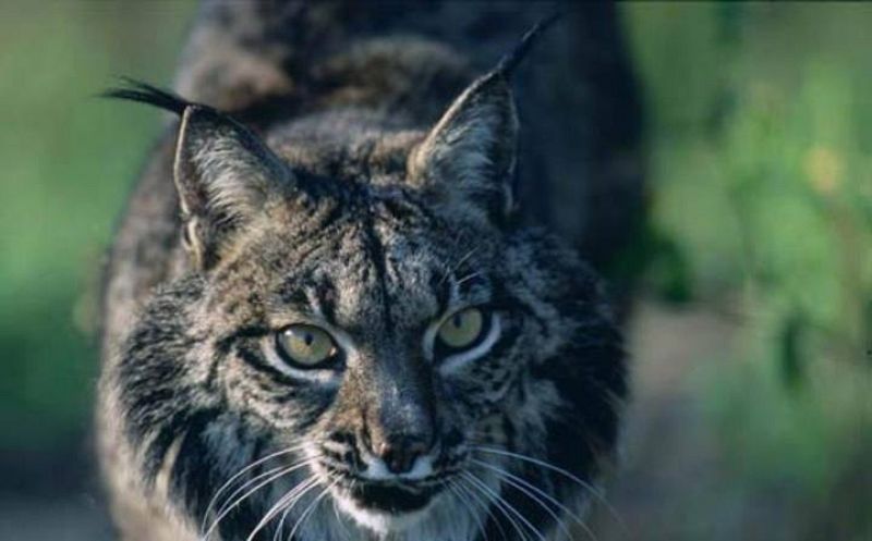 En Doñana se encuentra una de las poblaciones más abundantes y mejor conocidas de lince
