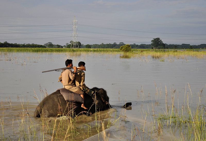 Guardabosques indios patrullan en elefante por el santuario de vida silvestre de Pobitora, en el distrito de Morigaon, afectado por las inundaciones