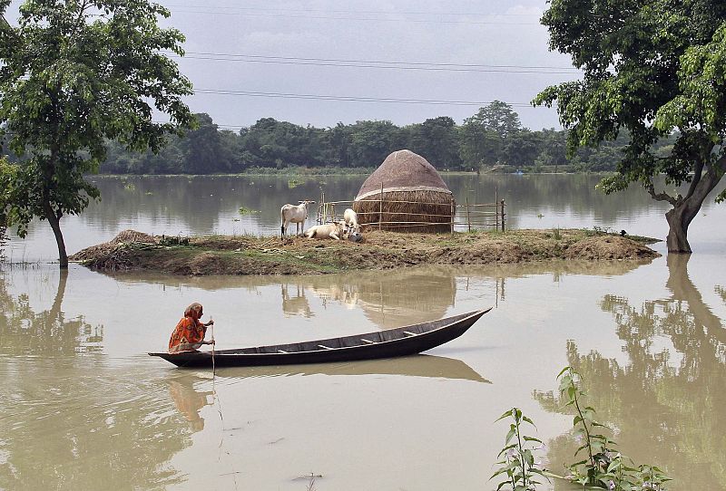 Un hombre navega por la zona inundada mientras su ganado se refugia del agua en el estado de Assam, al noroeste de la India