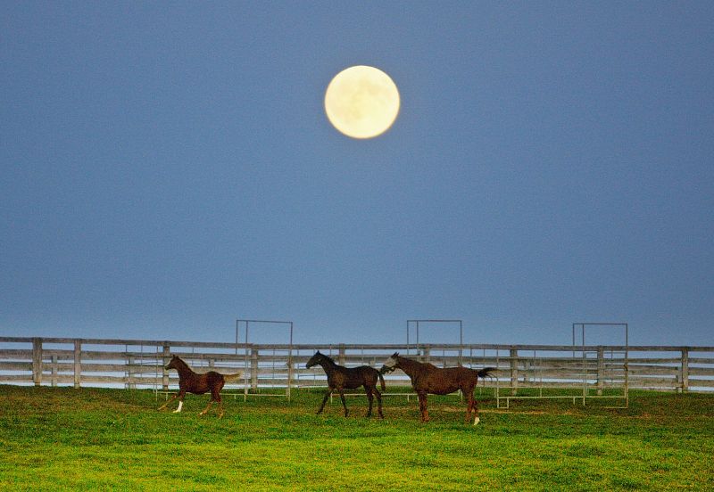 Luna llena, también luna de la cosecha, la más próxima al equinoccio de otoño, sobre unos pastos en Halton Hills, Ontario (Canadá).