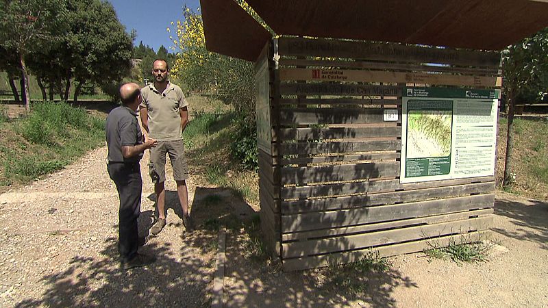 El biólogo Jordi Calaf se ocupa de la protección de las aves en la montaña de Montserrat