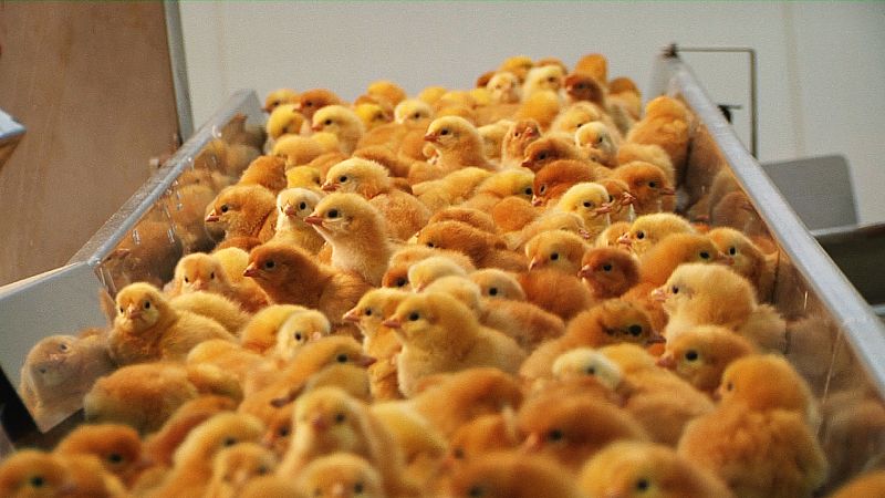 Este grupo de mujeres los clasifican por sexo en esta máquina redonda.