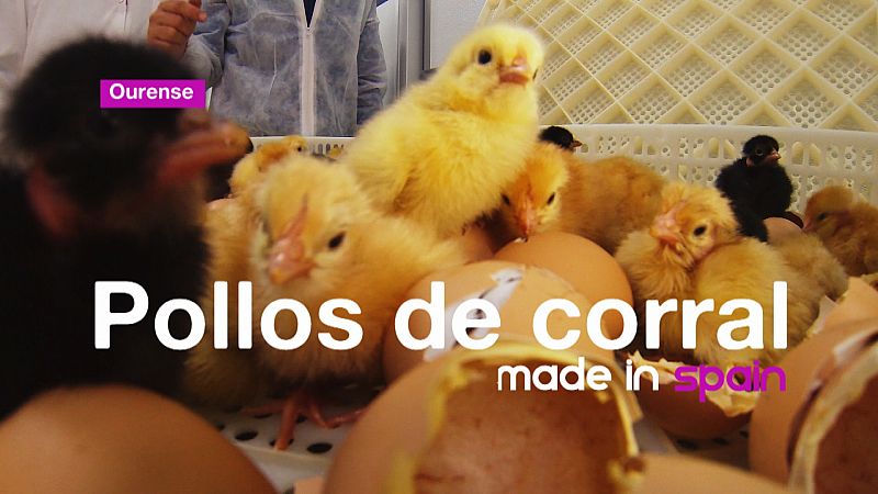 Paco Sánchez, en Ourense, nos cuenta cómo los pollitos viven en el campo durante tres meses para convertirse en un auténtico manjar, el pollo de corral.