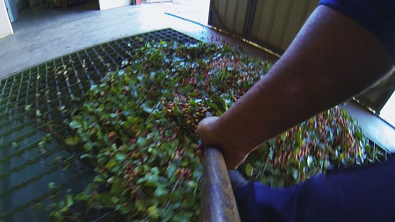 Con este paraguas se hace la recolección de los pistachos.