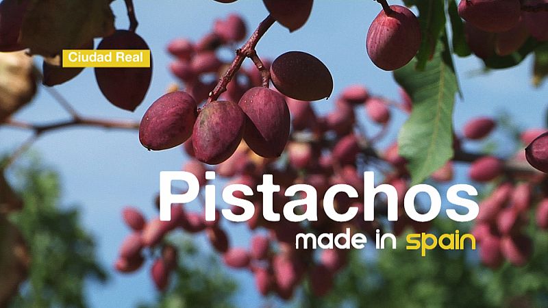 En esta finca hay un pistachero macho y 8 hembras a su alrededor. Y para su plantación hay que tener en cuenta como sopla el viento, ya que la polinización se produce por el aire.