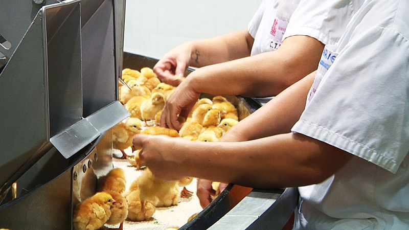 En estas cámaras van saliendo los pollitos del cascarón.