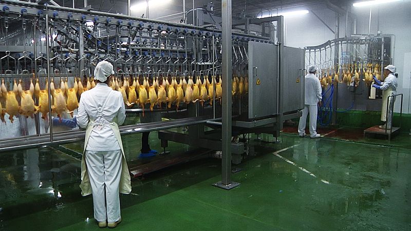 Una vez en planta, se sacrifican y se limpian por dentro.