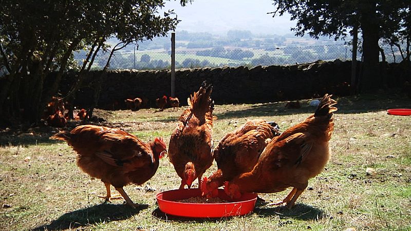 Se transportan a la granja donde crecen durante tres meses y cogen el peso y tamaño suficiente para el procesado.