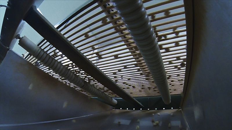 Posteriormente pasan a los secaderos, donde se les tiene 24 horas para pasar de un 40% de humedad a un 5%.