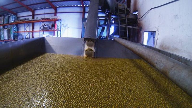 Las aceitunas traídas del campo se meten en grandes depósitos con sosa caústica  para quitarles  el amargor. Durante varios meses se dejan en salmuera, agua con sal, para que adquieran las propiedades necesarias.