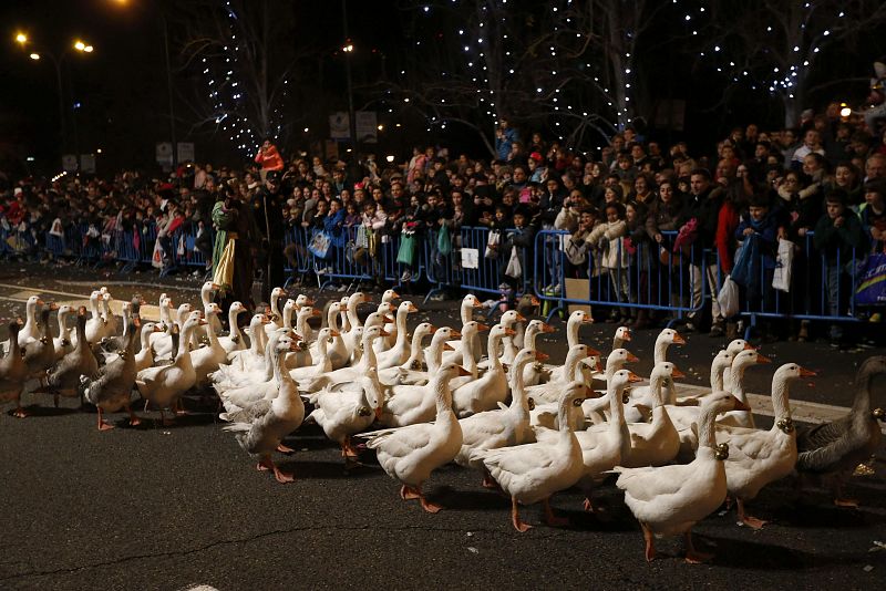 Las ocas blancas de Miguelín, amaestradas en Palencia, desfilan en la cabalgata de los Reyes Magos en Madrid